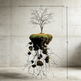 Handmade Bonsai Sky Tree Art With Floating Design: Moss & Preserved Flowers