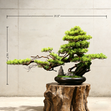 Handmade Bonsai Tree Art With Natural Wood And Ceramic Vase, Centerpieces Decoration For Home, Table, Office. Indoor Plant Gift